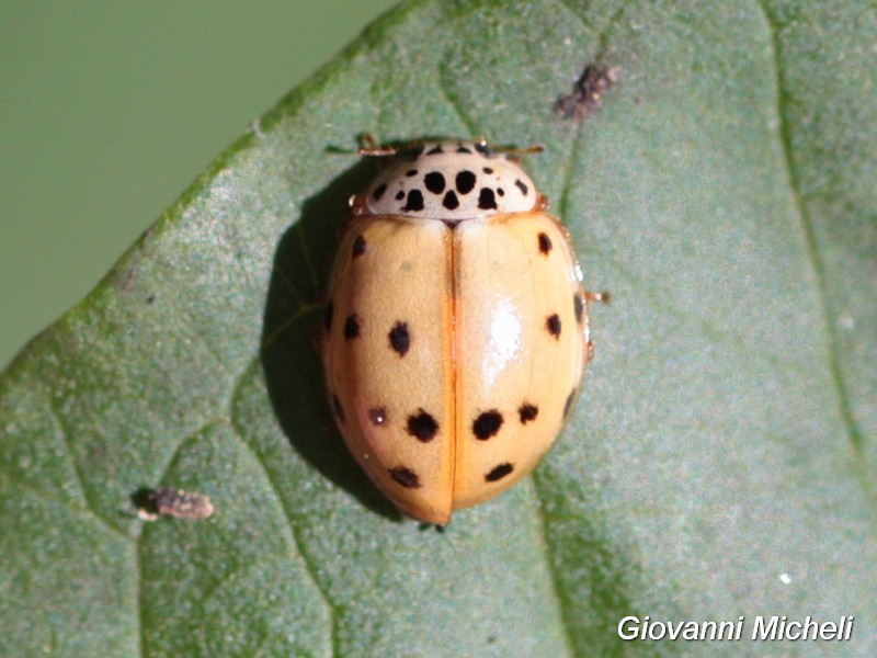 Coccinellidae:  Harmonia quadripunctata?   S !